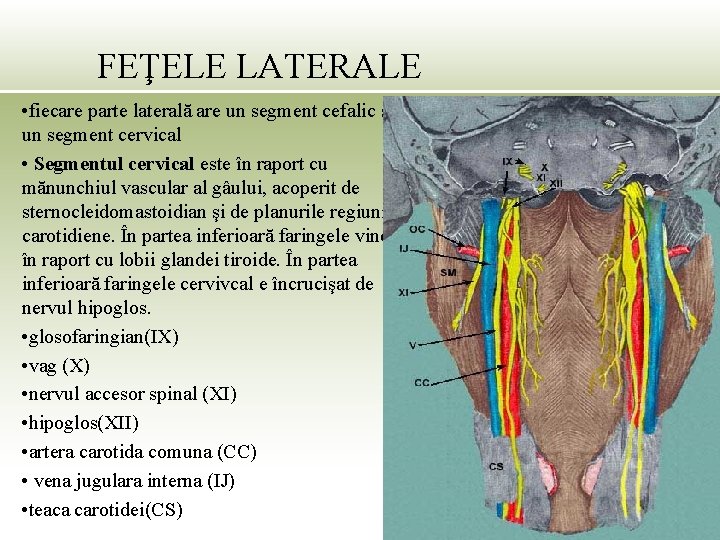 FEŢELE LATERALE • fiecare parte laterală are un segment cefalic şi un segment cervical