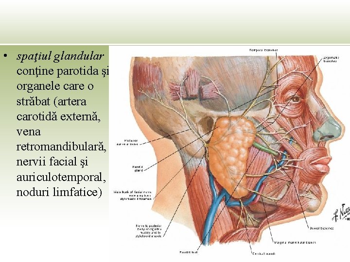  • spaţiul glandular conţine parotida şi organele care o străbat (artera carotidă externă,