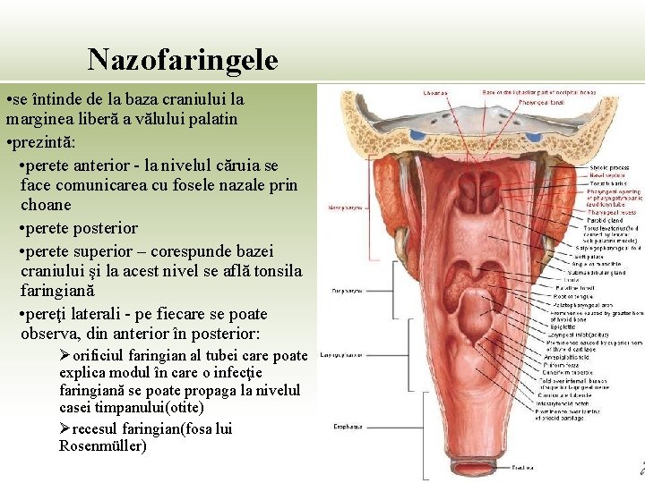 Nazofaringele • se întinde de la baza craniului la marginea liberă a vălului palatin