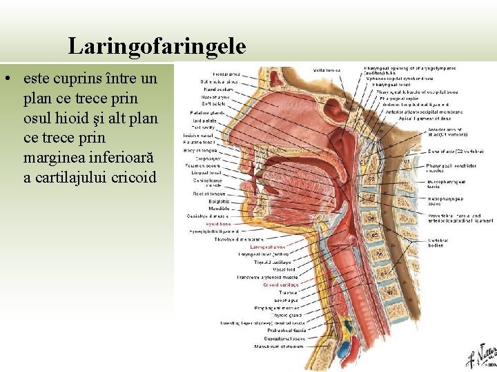 Laringofaringele • este cuprins între un plan ce trece prin osul hioid şi alt