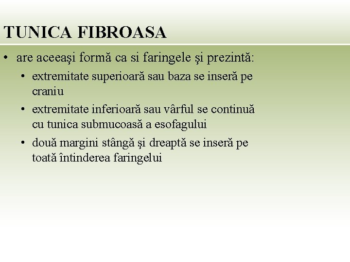 TUNICA FIBROASA • are aceeaşi formă ca si faringele şi prezintă: • extremitate superioară