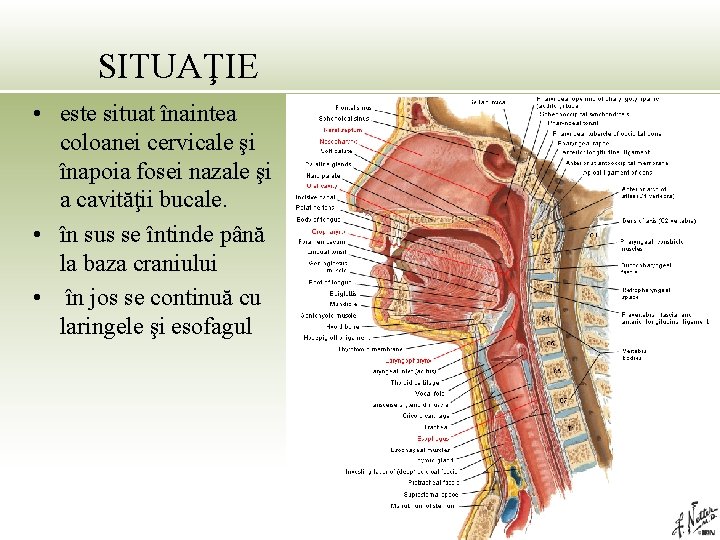 SITUAŢIE • este situat înaintea coloanei cervicale şi înapoia fosei nazale şi a cavităţii