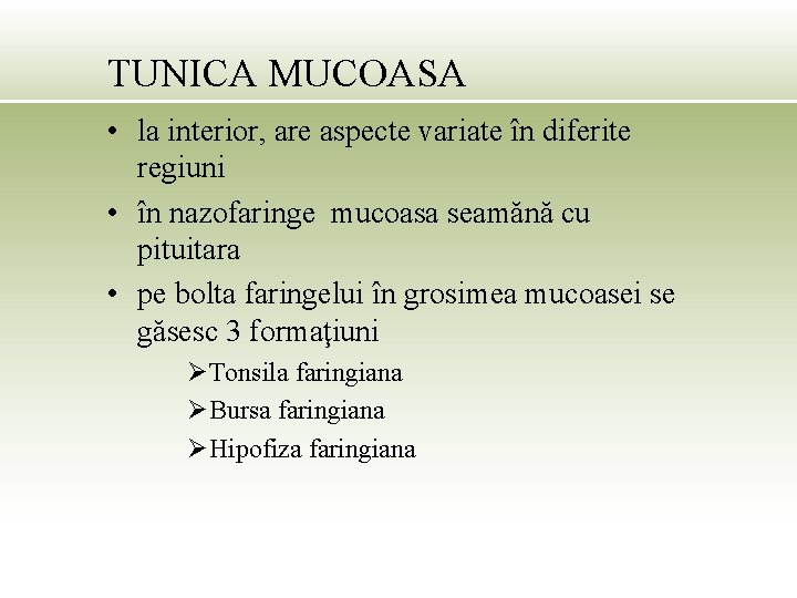 TUNICA MUCOASA • la interior, are aspecte variate în diferite regiuni • în nazofaringe