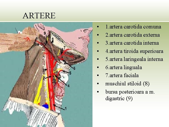 ARTERE • • • 1. artera carotida comuna 2. artera carotida externa 3. artera