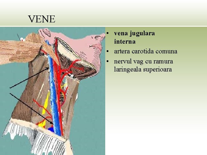 VENE • vena jugulara interna • artera carotida comuna • nervul vag cu ramura