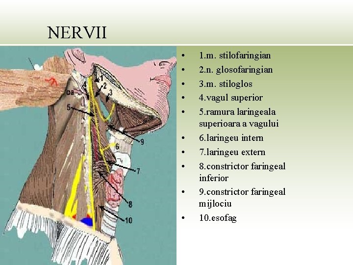 NERVII • • • 1. m. stilofaringian 2. n. glosofaringian 3. m. stiloglos 4.