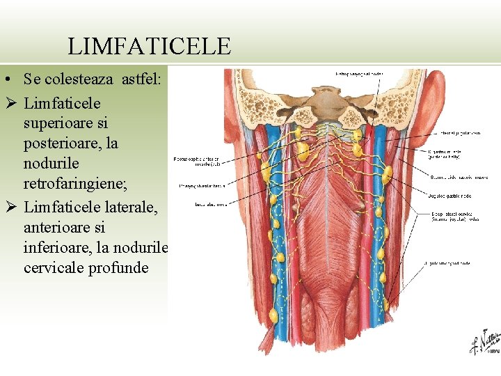 LIMFATICELE • Se colesteaza astfel: Ø Limfaticele superioare si posterioare, la nodurile retrofaringiene; Ø