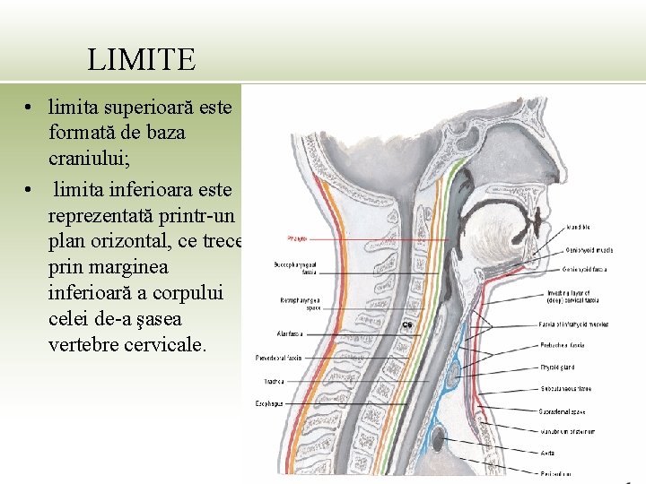 LIMITE • limita superioară este formată de baza craniului; • limita inferioara este reprezentată