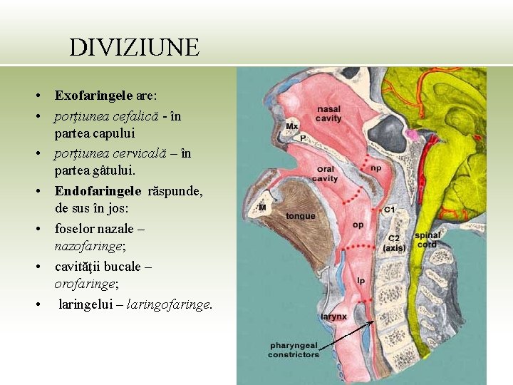 DIVIZIUNE • Exofaringele are: • porţiunea cefalică - în partea capului • porţiunea cervicală