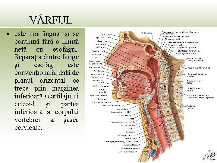 V RFUL este mai îngust şi se continuă fără o limită netă cu esofagul.