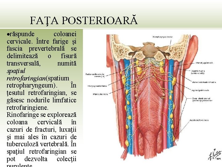 FAŢA POSTERIOARĂ răspunde coloanei cervicale. Între farige şi fascia prevertebrală se delimitează o fisură