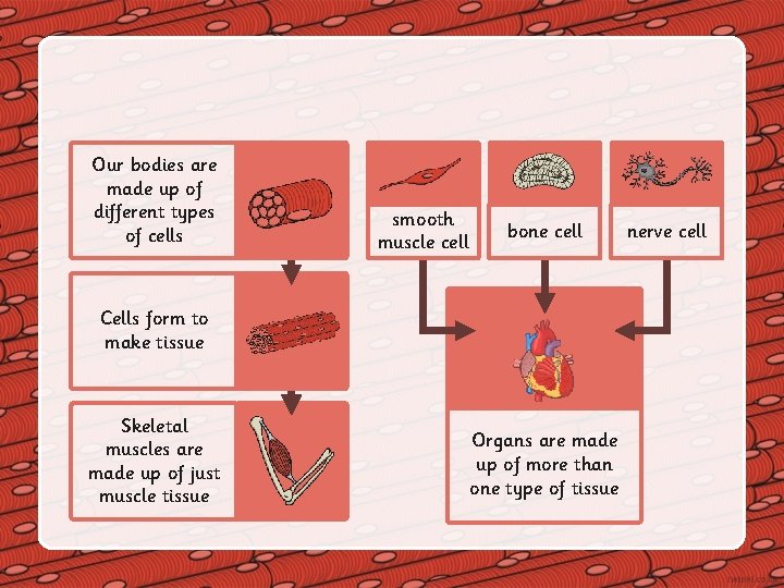 Our bodies are made up of different types of cells smooth muscle cell bone