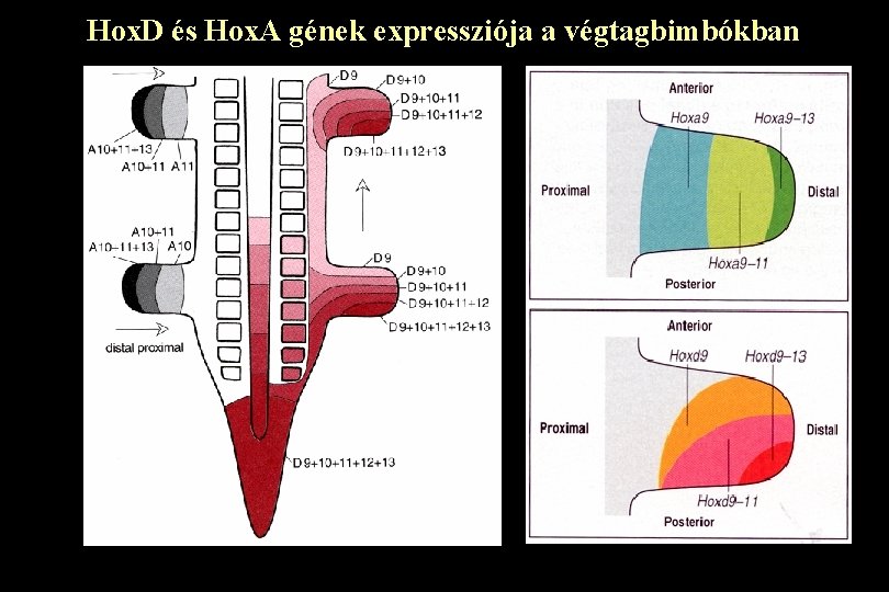 Hox. D és Hox. A gének expressziója a végtagbimbókban 