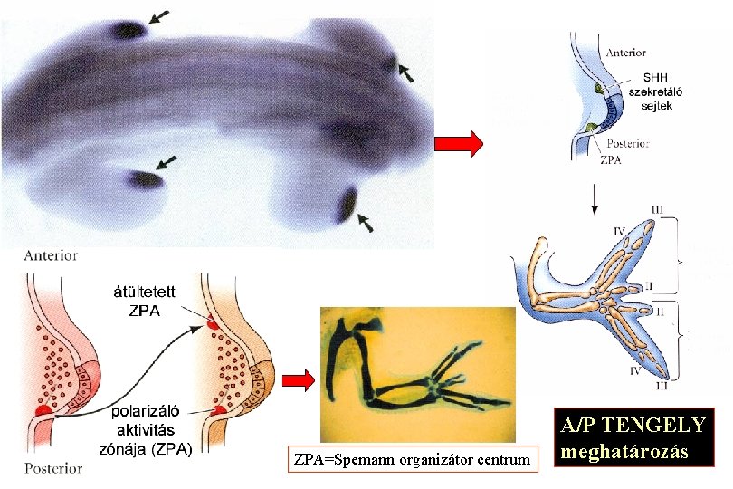 Anterior RA- Shh expressziós mintázata ZPA=Spemann organizátor centrum A/P TENGELY meghatározás 