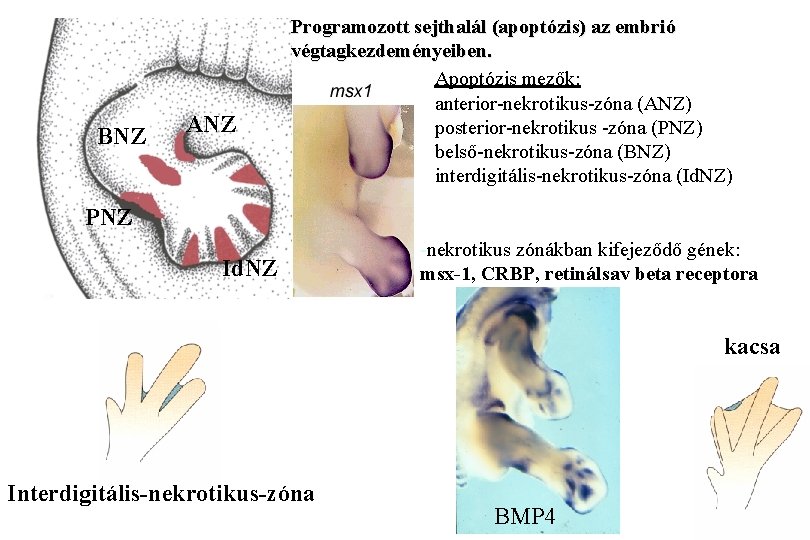 BNZ ANZ Programozott sejthalál (apoptózis) az embrió végtagkezdeményeiben. Apoptózis mezők: anterior-nekrotikus-zóna (ANZ) posterior-nekrotikus -zóna
