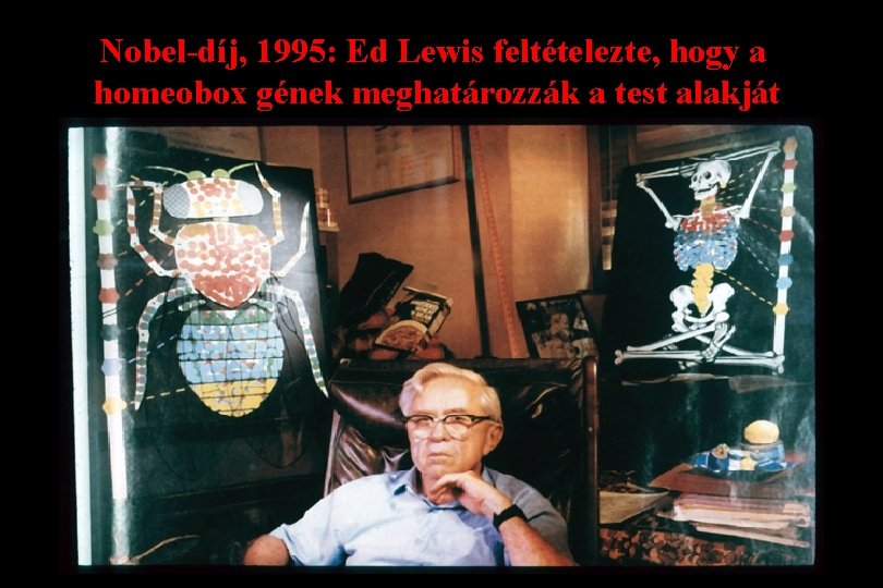 Nobel-díj, 1995: Ed Lewis feltételezte, hogy a homeobox gének meghatározzák a test alakját 