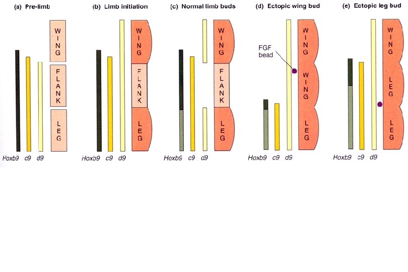Végtagbimbó helyének maghatározásában több Hox is részt vesz: -Hox. B és Hox C génklaszterek