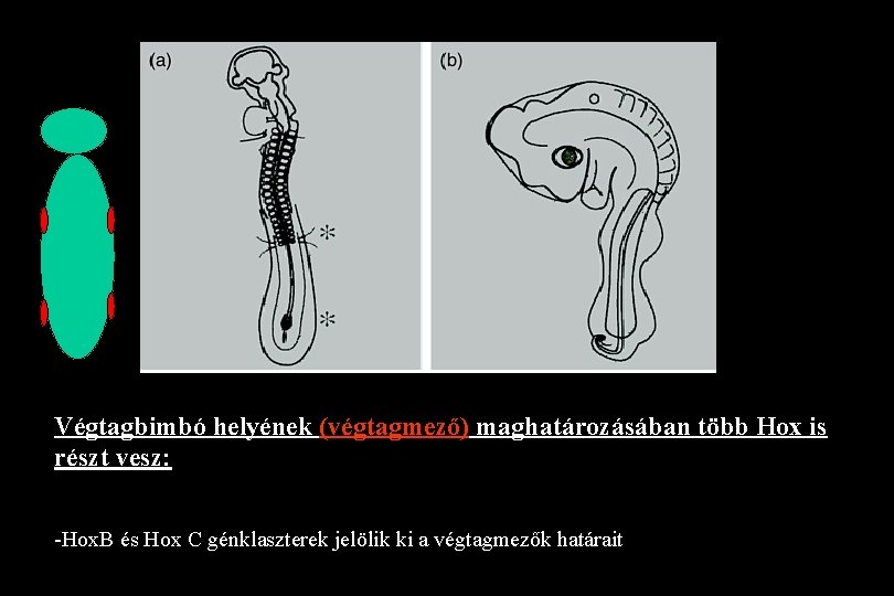 Végtagbimbó helyének (végtagmező) maghatározásában több Hox is részt vesz: -Hox. B és Hox C