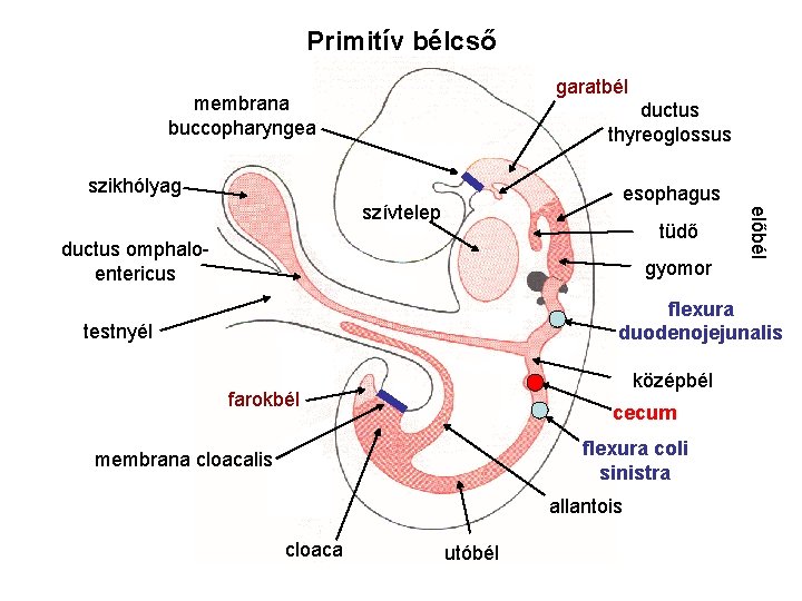 Primitív bélcső garatbél membrana buccopharyngea ductus thyreoglossus szikhólyag esophagus tüdő ductus omphaloentericus gyomor előbél