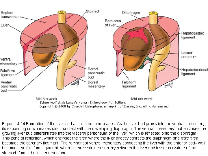Figure 14 -14 Formation of the liver and associated membranes. As the liver bud