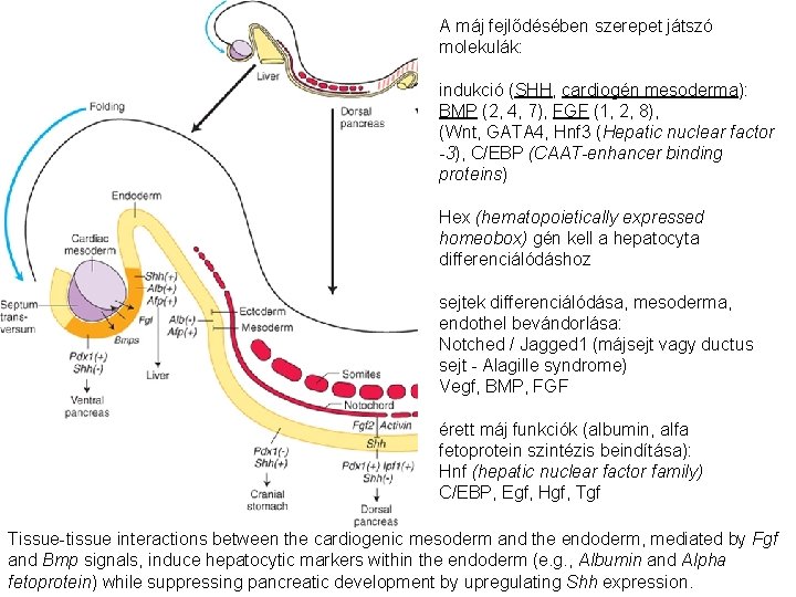 A máj fejlődésében szerepet játszó molekulák: indukció (SHH, cardiogén mesoderma): BMP (2, 4, 7),