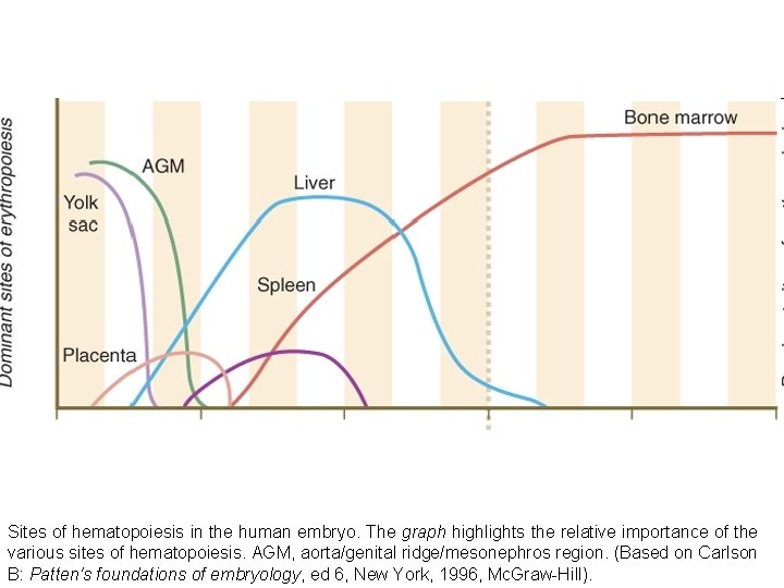 Sites of hematopoiesis in the human embryo. The graph highlights the relative importance of