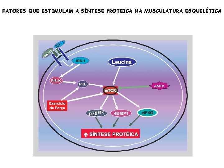 FATORES QUE ESTIMULAM A SÍNTESE PROTEICA NA MUSCULATURA ESQUELÉTICA 