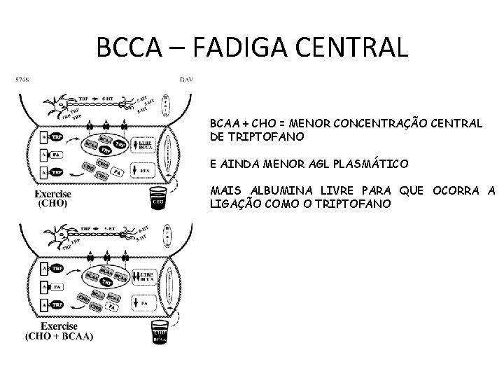 BCCA – FADIGA CENTRAL BCAA + CHO = MENOR CONCENTRAÇÃO CENTRAL DE TRIPTOFANO E