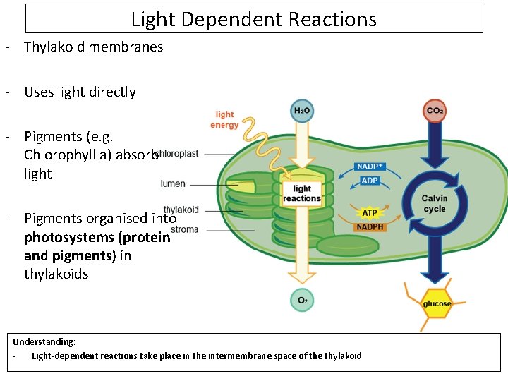 Light Dependent Reactions - Thylakoid membranes - Uses light directly - Pigments (e. g.