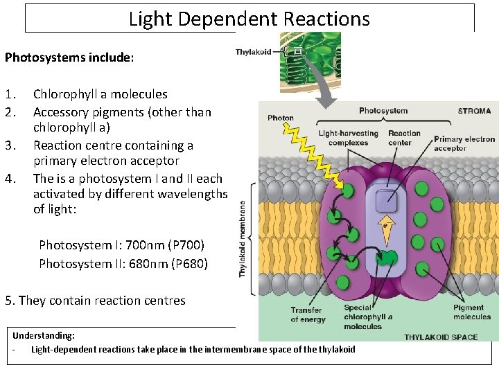 Light Dependent Reactions Photosystems include: 1. 2. 3. 4. Chlorophyll a molecules Accessory pigments