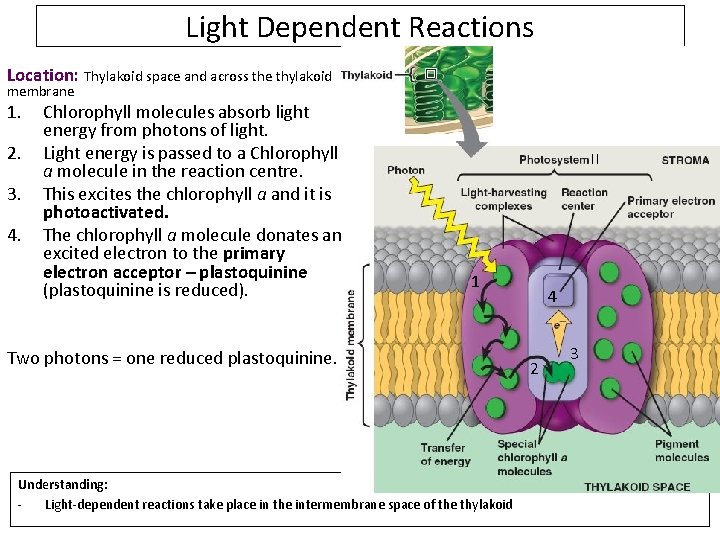 Light Dependent Reactions Location: Thylakoid space and across the thylakoid membrane 1. 2. 3.