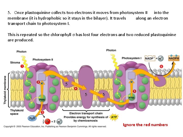 5. Once plastoquinine collects two electrons it moves from photosystem II into the membrane