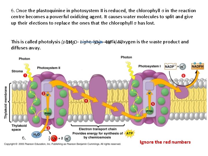 6. Once the plastoquinine in photosystem II is reduced, the chlorophyll a in the