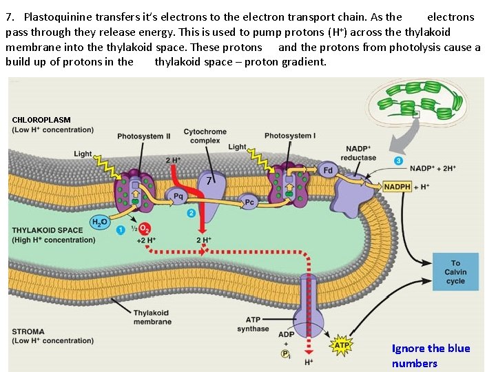 7. Plastoquinine transfers it’s electrons to the electron transport chain. As the electrons pass