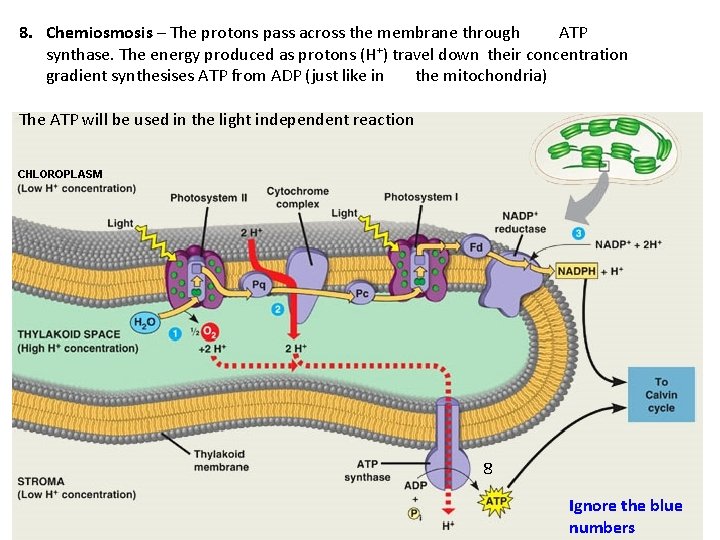 8. Chemiosmosis – The protons pass across the membrane through ATP synthase. The energy