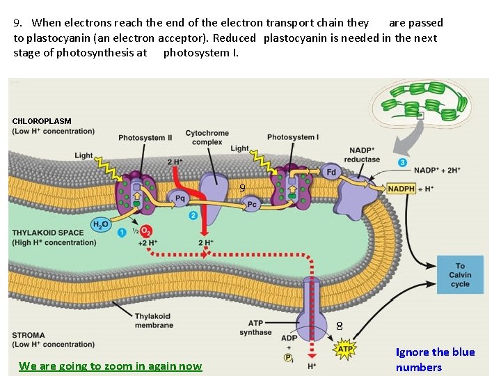 9. When electrons reach the end of the electron transport chain they are passed