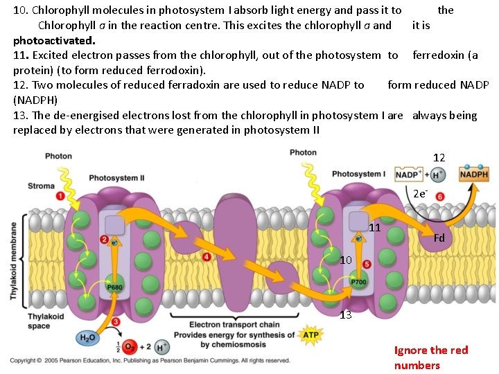 10. Chlorophyll molecules in photosystem I absorb light energy and pass it to the