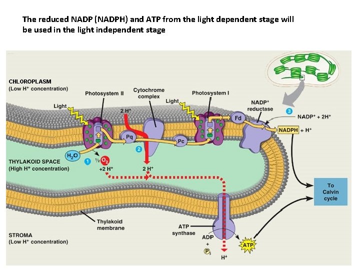 The reduced NADP (NADPH) and ATP from the light dependent stage will be used