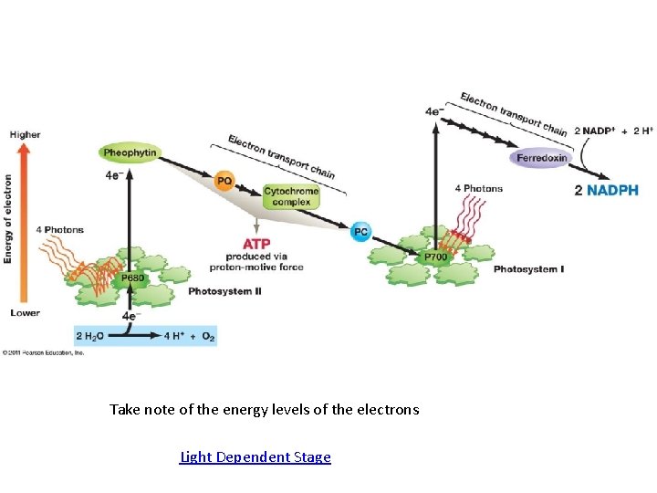 Take note of the energy levels of the electrons Light Dependent Stage 