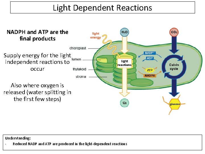 Light Dependent Reactions NADPH and ATP are the final products Supply energy for the