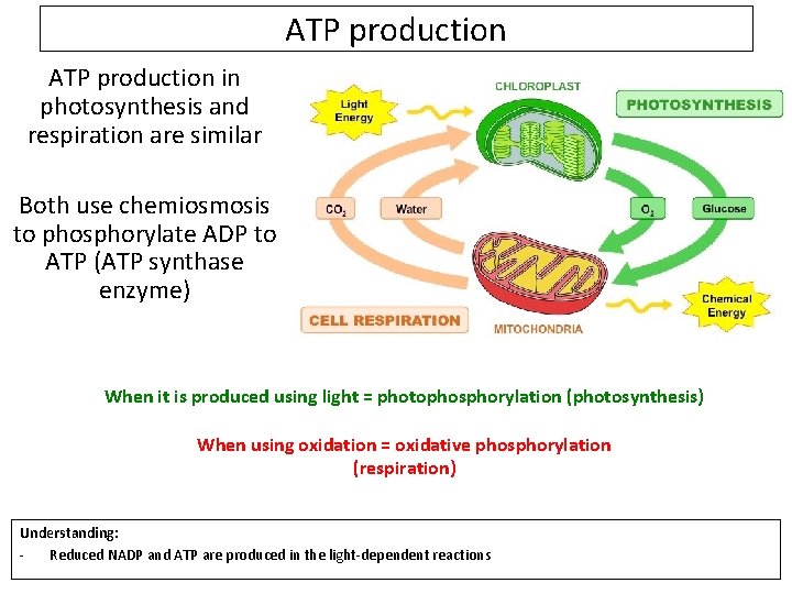 ATP production in photosynthesis and respiration are similar Both use chemiosmosis to phosphorylate ADP