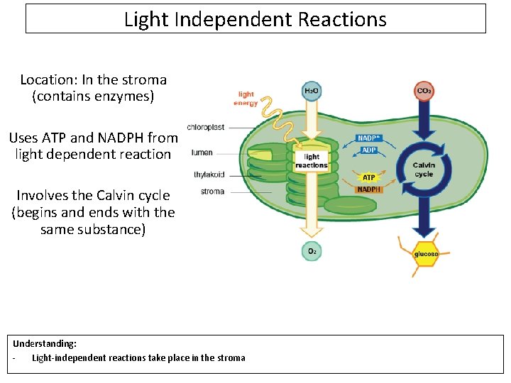 Light Independent Reactions Location: In the stroma (contains enzymes) Uses ATP and NADPH from