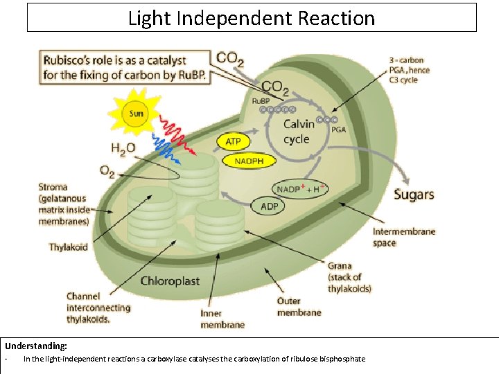 Light Independent Reaction Understanding: - In the light-independent reactions a carboxylase catalyses the carboxylation