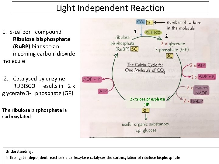 Light Independent Reaction 1. 5 -carbon compound Ribulose bisphosphate (Ru. BP) binds to an