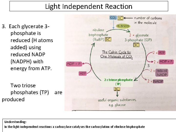 Light Independent Reaction 3. Each glycerate 3 phosphate is reduced (H atoms added) using