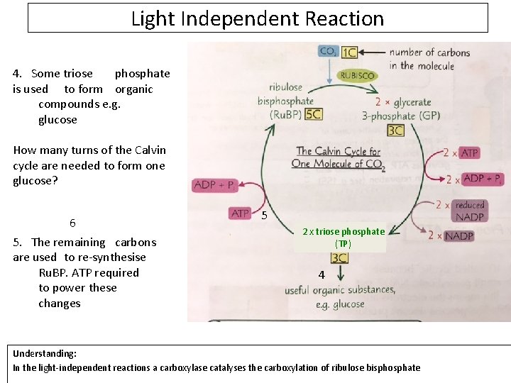 Light Independent Reaction 4. Some triose phosphate is used to form organic compounds e.