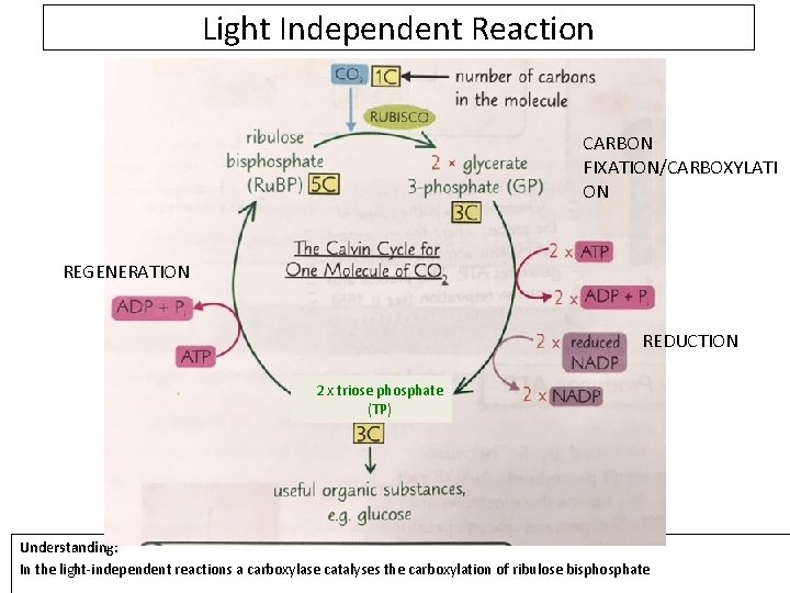 Light Independent Reaction CARBON FIXATION/CARBOXYLATI ON REGENERATION REDUCTION 2 x triose phosphate (TP) Understanding: