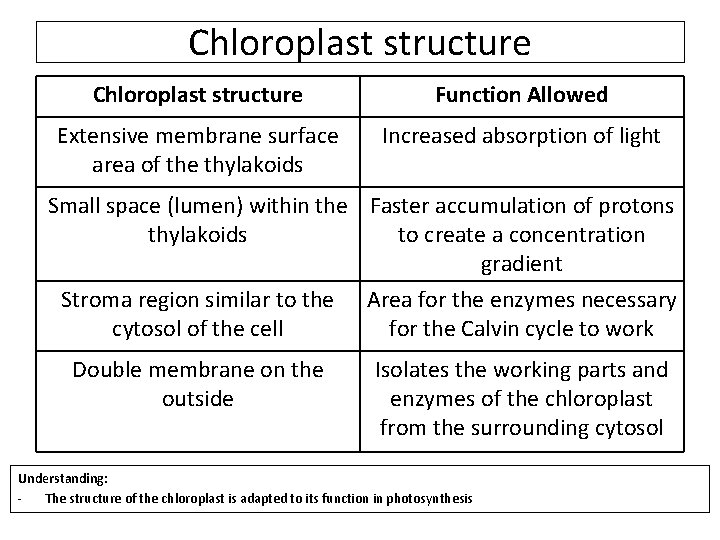 Chloroplast structure Function Allowed Extensive membrane surface area of the thylakoids Increased absorption of