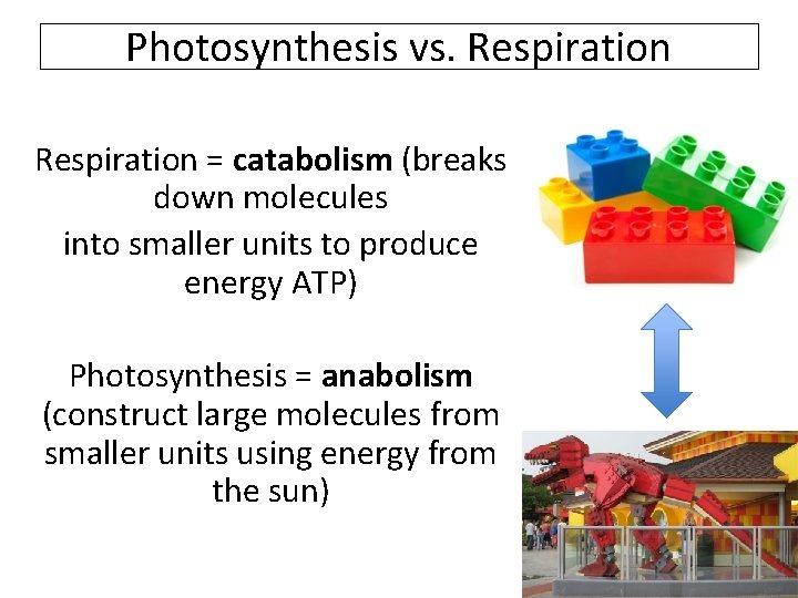 Photosynthesis vs. Respiration = catabolism (breaks down molecules into smaller units to produce energy