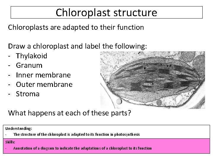 Chloroplast structure Chloroplasts are adapted to their function Draw a chloroplast and label the